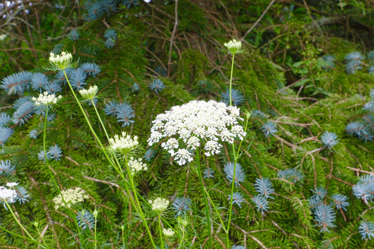 Flowering Ohio Native Plants to Beautify Your Yard Aberlin Springs